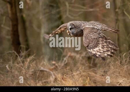 great gray owl wingspan