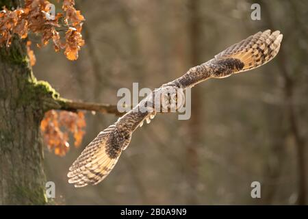 Flying long-eared owl from close up with copy space in photo Stock Photo