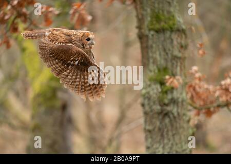 Twany owl in the flight. Side look to flying animal. Stock Photo