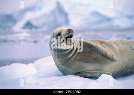 ANTARCTICA, NEKO HARBOR, CRABEATER SEAL ON ICEFLOE Stock Photo