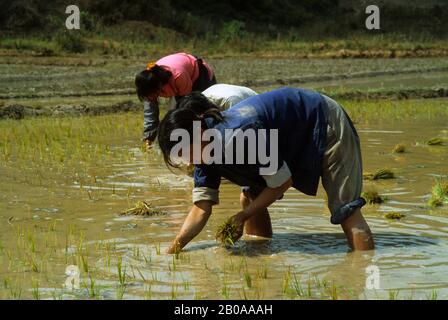 CHINA, YUNNAN PROVINCE, FARMERS PLANTING RICE Stock Photo