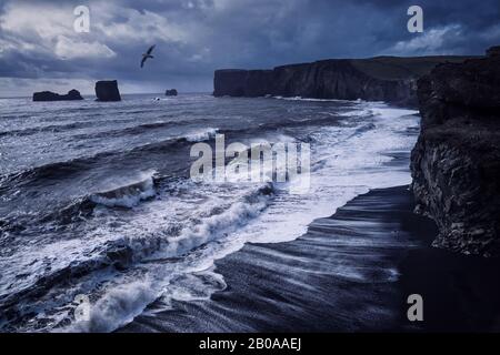 view of stormy sea with waves crashing against black sand beach with volcanic rocks and bird flying in cloudy sky at Dyrholaey in southerm Iceland Stock Photo