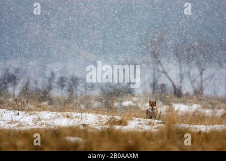 red fox (Vulpes vulpes), in snowfall in winter, Netherlands Stock Photo