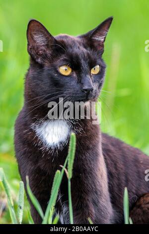 domestic cat, house cat (Felis silvestris f. catus), in a meadow, Germany