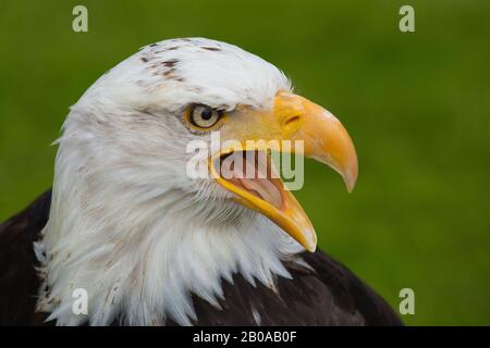 American bald eagle (Haliaeetus leucocephalus), portrait, calling Stock Photo