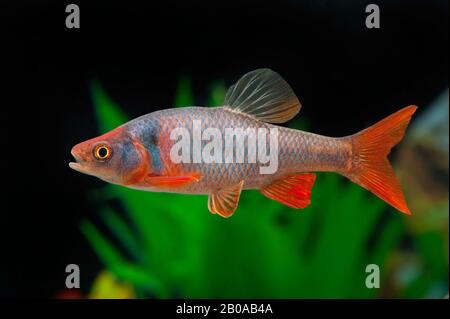 red shiner (Notropis lutrensis, Cyprinella lutrensis), swimming, side view Stock Photo