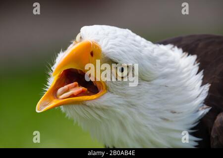 American bald eagle (Haliaeetus leucocephalus), portrait, calling Stock Photo