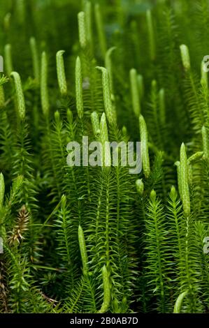 Stiff clubmoss, Stiff ground-pine (Lycopodium annotinum), with sporangia, Germany, Wimbachtal Stock Photo