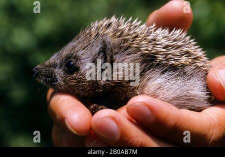 Northern White-breasted Hedgehog, East European Hedgehog, White-bellied Hedgehog, White-chested Hedgehog (Erinaceus roumanicus, Erinaceus concolor roumanicus), young hedgehog held in hands Stock Photo