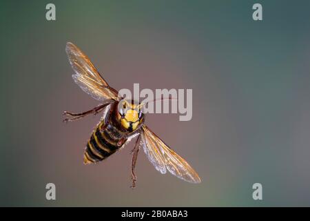 hornet, brown hornet, European hornet (Vespa crabro), flying, front view, Germany Stock Photo