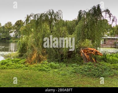 White willow (Salix alba), storm loss at lake Alster, Germany, Hamburg Stock Photo