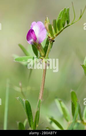 Common vetch (Vicia angustifolia ssp. segetalis, Vicia segetalis), blooming, Germany Stock Photo