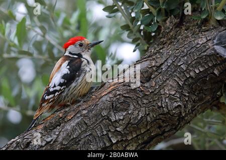 middle spotted woodpecker (Picoides medius, Dendrocopos medius, Leiopicus medius, Dendrocoptes medius), perching at a olive stem, side view, Greece, Lesbos Stock Photo