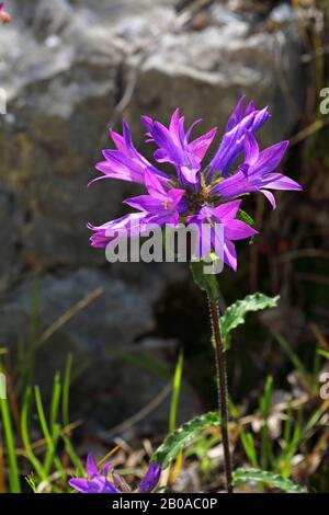Bristly bellflower (Campanula cervicaria), inflorescence, Montenegro, Skadarsee National Park Stock Photo