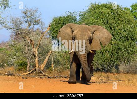 African elephant (Loxodonta africana), walks to waterhole, South Africa, Kwazulu-Natal, Mkhuze Game Reserve Stock Photo