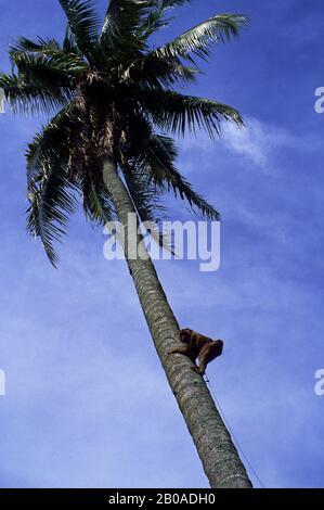 ASIA, INDONESIA, SUMATRA, MONKEY CLIMBING UP COCONUT TREE Stock Photo