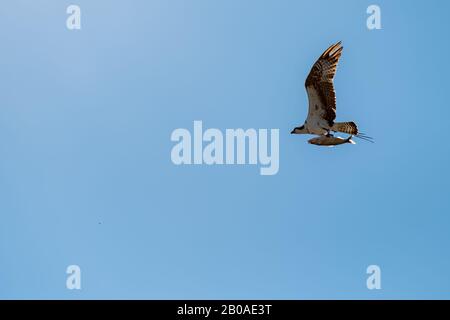 A young juvenile bald eagle (haliaeetus leucocephalus) flies with a large fish in his talons. Blue sky on a bright sunny day. Stock Photo