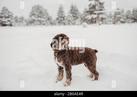 Cocker spaniel standing in snow Stock Photo