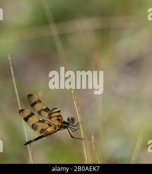 A beautiful Halloween pennant dragonfly (Celithemis eponina) with black and gold wings grasps a thin piece of grass in a field Stock Photo