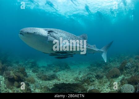 Snorklers on the surface follow a whale shark, Rhiniodon typus, cruising over a shallow reef area, Philippines. This is the worlds largest species of Stock Photo