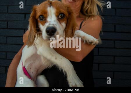 Trying to get a Puppy portrait Stock Photo