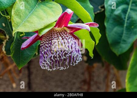 Blooming passion flower with red bloom - passiflora - on green leaves. Passiflora, known also as the passion flowers or passion vines, is a genus of a Stock Photo