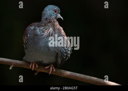 Speckled Pigeon Columba Guinea Bird Tree Branch Portrait Stock Photo