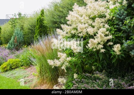 Persicaria polymorpha - Giant White Fleece flowers, Miscanthus - Ornamental Grass plant, blue Perovskia atriplicifolia - Russian sage subshrub. Stock Photo