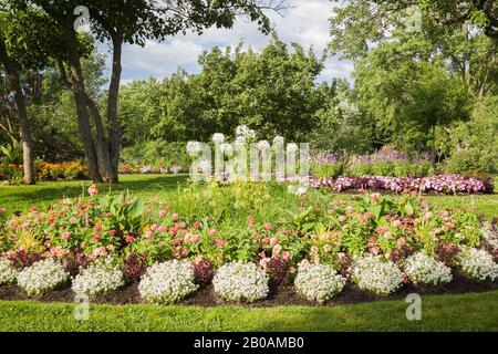 White Alyssum Ptilotrichum spinosum -Spiny Madwort, pink Dahlia, Canna - Indian Shot, white Cleome - Spider flowers in oval shaped border in summer. Stock Photo