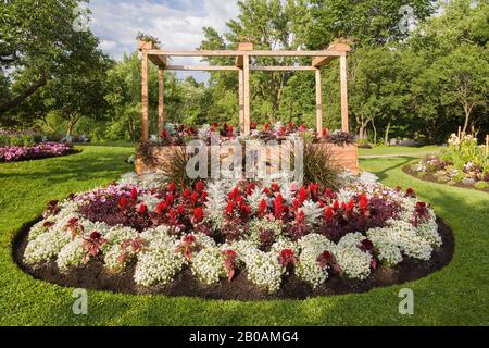 White Alyssum Ptilotrichum spinosum - Spiny Maswort, red Celosia - Cockscomb, Artemisia - sagebush, Colocasia - Taro in round shaped border, Senecio. Stock Photo