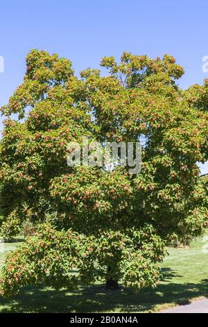 Pink flowering Acer Tataricum - Maple tree in summer, Montreal Botanical Garden, Quebec, Canada Stock Photo