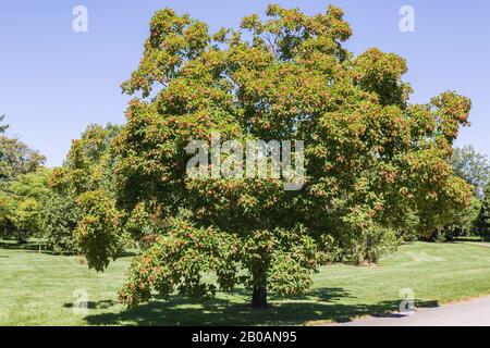 Pink flowering Acer Tataricum - Maple tree in summer, Montreal Botanical Garden, Quebec, Canada Stock Photo