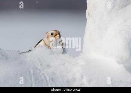 Snow bunting (Plectrophenax nivalis) feeding in winter Stock Photo