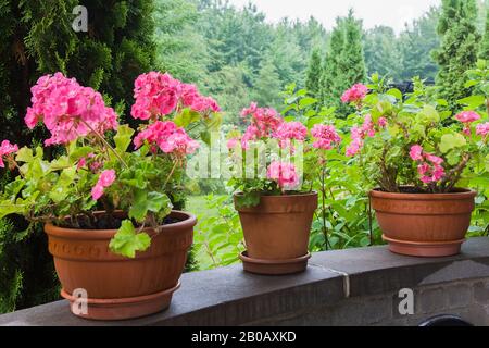 Pink Pélargonium - Geranium flowers in terracotta containers on stone wall of a veranda and partial view a Thuya occidentalis 'Holmstrup' - Cedar tree. Stock Photo