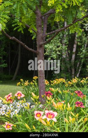 Gleditsia triacanthos 'Sunburst' - Honeylocust tree underplanted with Hemerocallis 'New Journey', 'Night Breeze' and 'Custard Candy' - Daylilies. Stock Photo