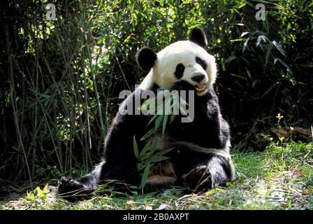 CHINA, SICHUAN PROVINCE, WOLONG PANDA RESERVE, GIANT  PANDA (Ailuropoda melanoleuca), SITTING, FEEDING ON BAMBOO Stock Photo