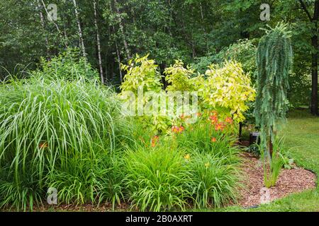 Mulch border with Miscanthus Silberfeder - Ornamental Grass plant, red and yellow Hemerocallis 'Autumn Red' - Daylilies, Cornus 'Supreme Gold'. Stock Photo