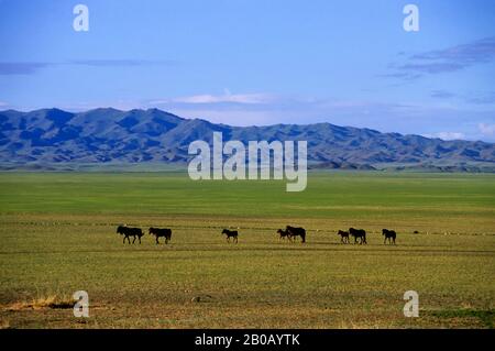 MONGOLIA, GOBI DESERT, NEAR DALANZADGAD, GRASSLANDS (STEPPES), HORSES Stock Photo