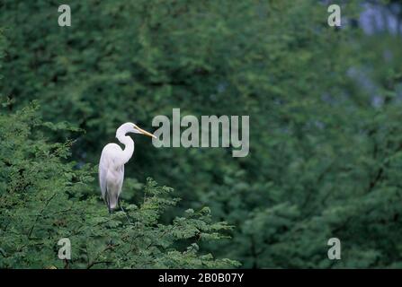 INDIA, BHARATPUR, KEOLADEO GHANA N.P., GREAT EGRET IN TREE Stock Photo