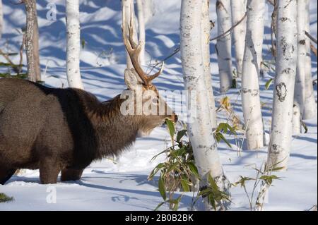 JAPAN, HOKKAIDO ISLAND, SHIRETOKO PENINSULA , NEAR UTORO, SHIRETOKO NATIONAL PARK, HOKKAIDO DEER (SIKA DEER) IN BIRCH FOREST FEEDING ON BAMBOO Stock Photo