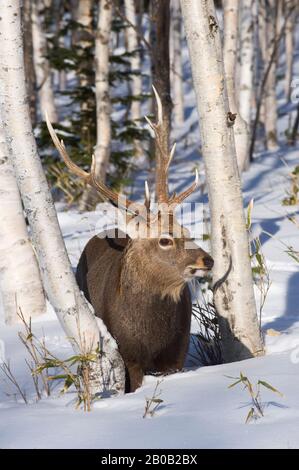 JAPAN, HOKKAIDO ISLAND, SHIRETOKO PENINSULA , NEAR UTORO, SHIRETOKO NATIONAL PARK, HOKKAIDO DEER (SIKA DEER) IN BIRCH FOREST FEEDING ON BAMBOO Stock Photo