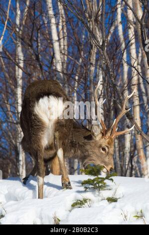 JAPAN, HOKKAIDO ISLAND, SHIRETOKO PENINSULA , NEAR UTORO, SHIRETOKO NATIONAL PARK, HOKKAIDO DEER (SIKA DEER) SEARCHING FOR FOOD IN SNOW, BIRCH FOREST Stock Photo