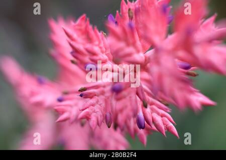 Macro detail, of the hot pink, purple tipped flower of Aechmea dichlamydea var. trinitensis - Bromeliaceae, bromeliad family - RBGS Sydney Stock Photo