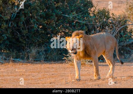 African Lion, male, Masai Mara Game Reserve, Kenya, East Africa Stock Photo