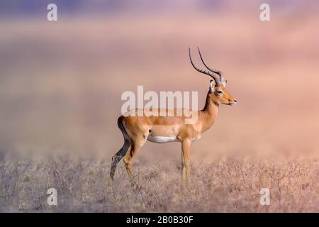 A Thomson's gazelle bull at Maasai Mara, Kenya. It is one of the best-known gazelles. Stock Photo