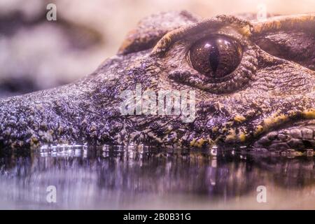 A close-up shot of a water crocodile (Crocodylus porosus) with reflection in the water Stock Photo