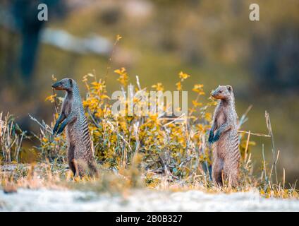 2 Small funny groundhog in Jungle. Stock Photo