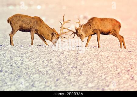 Two whitetail deer bucks lock antlers and battle in a snowfield during the morning. bucks sparring in snow. Norway. Stock Photo