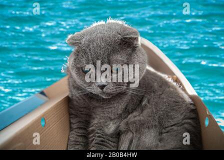 Grey Scottish fold cat sitting in boat made from shoe cardboard and sets sail on his first journey. Cats are usually very curious and climb into boxes Stock Photo