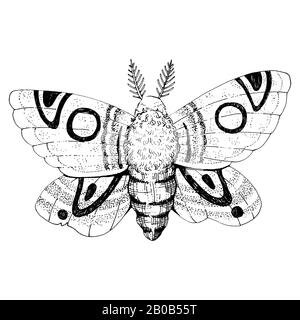 Beautiful mystic vintage black ink moth. Isolated on white background Stock Photo